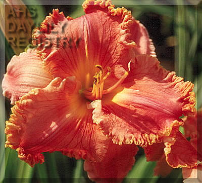 Tangerine Dancer AHS image