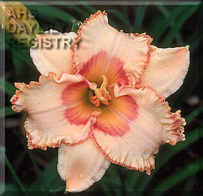 Hawaiian Dancer AHS image