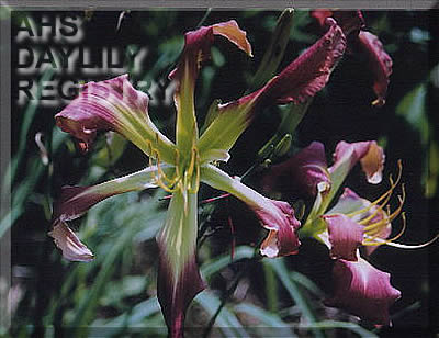 Marilyn Grua AHS image