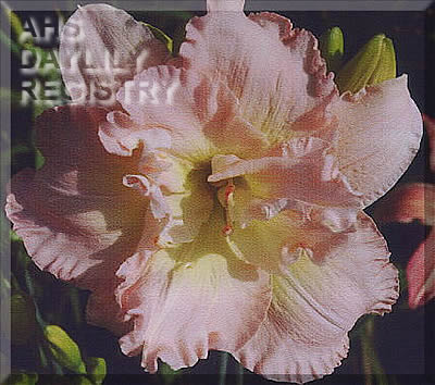 Double Cotton Candy Delight AHS image