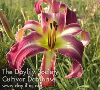 Lilting Lola AHS image