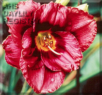 Jelly Roll AHS image