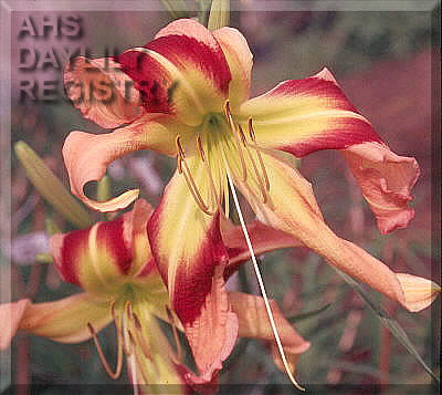 Line Dancer AHS image
