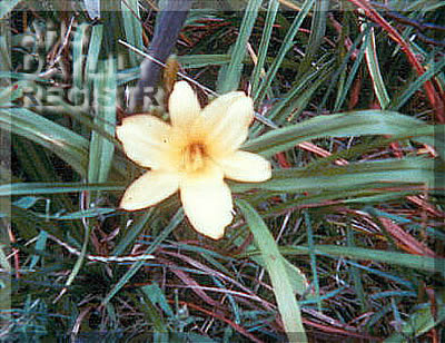 Arikara Apricot August