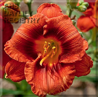Mahogany Belle AHS image