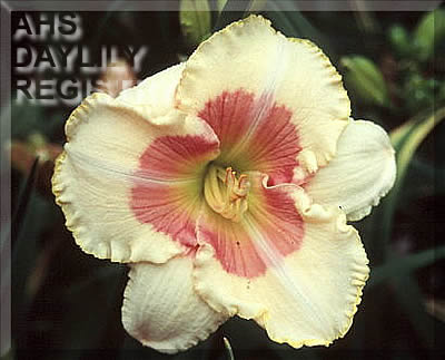 Lady Bandit AHS image