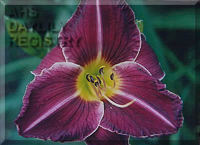 Steffi Baerenss AHS image