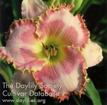 Dario Bergemann AHS image