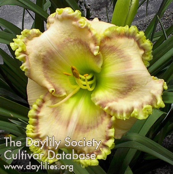 Frill Seeker AHS image