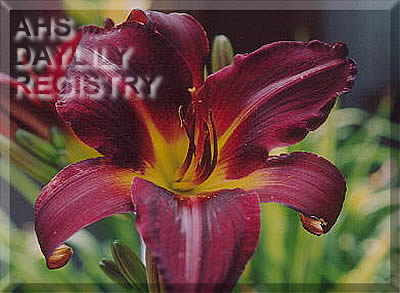 Western Wishes AHS image