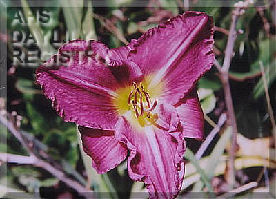 Wine Country Beauty AHS image