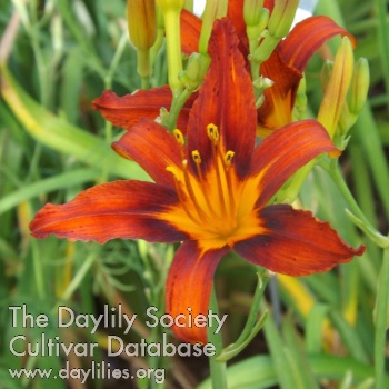 Scarlet Butterfly AHS image