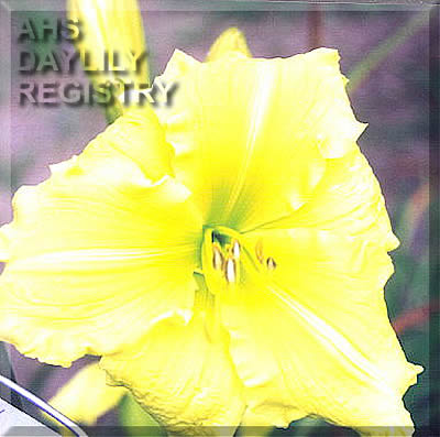 Designated Hitter AHS image
