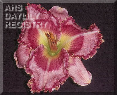 Cathy Clark AHS image