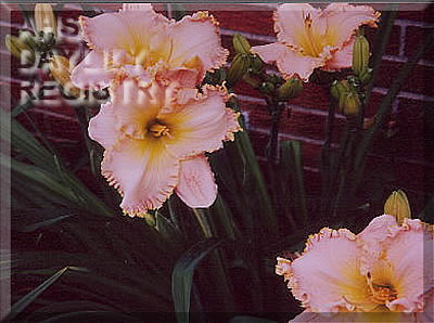 Dorothy Mae AHS image