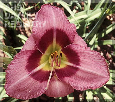 Pastor Carl AHS image