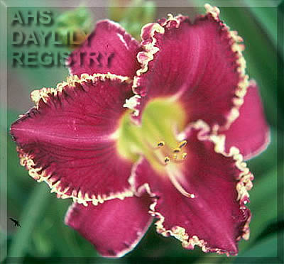 Go L.S.U.! AHS image