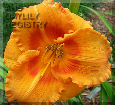 Pinhill Tiger Serenade AHS image