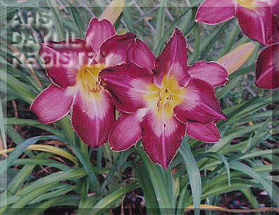 Mary Lou Johnson AHS image