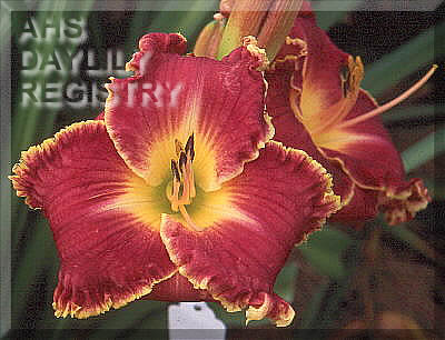 Schanta Preuss AHS image