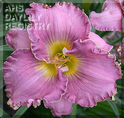 Eternal Life AHS image