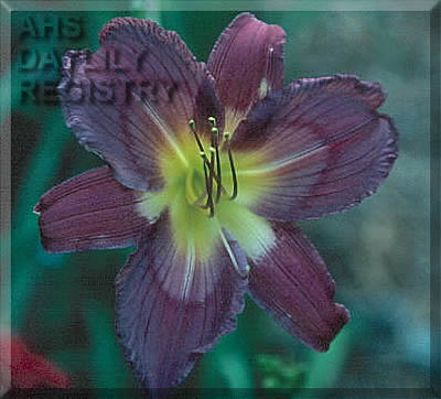 Ripple Effect AHS image