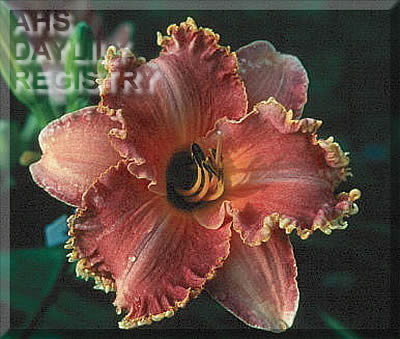 Persimmons Cinnamon and Marmalade AHS image
