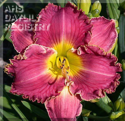 Jesus Arose AHS image