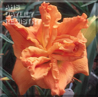 Gift of Prometheus AHS image