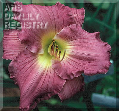 Roseate Bliss AHS image