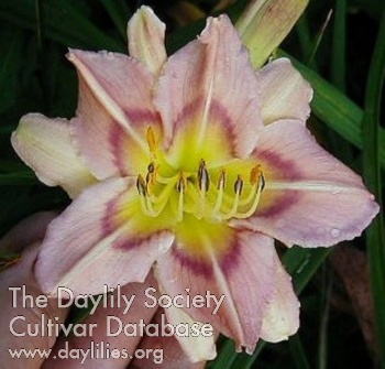 Sweet Seneca Butterflies AHS image