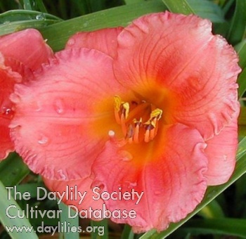 Sweet Seneca Glow AHS image