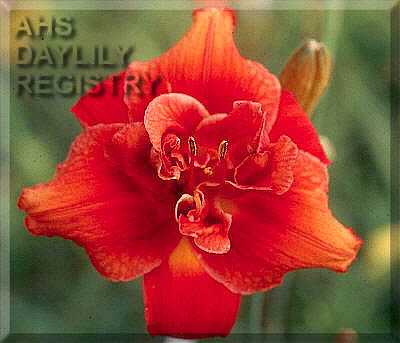 Indy Double Trouble AHS image