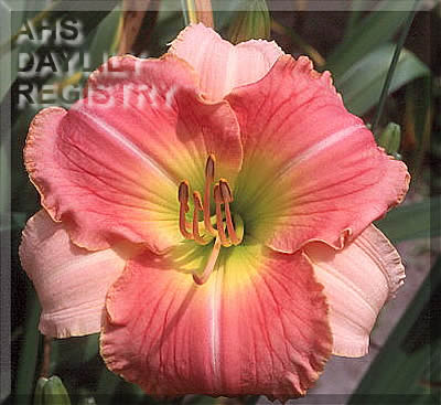 Indy Samoan Sunset AHS image
