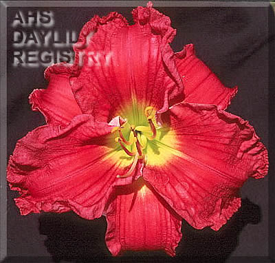 Indy Mighty Spicy AHS image