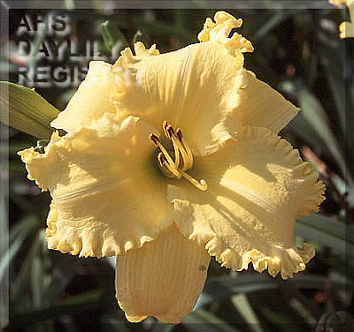Indy Sun Spot AHS image