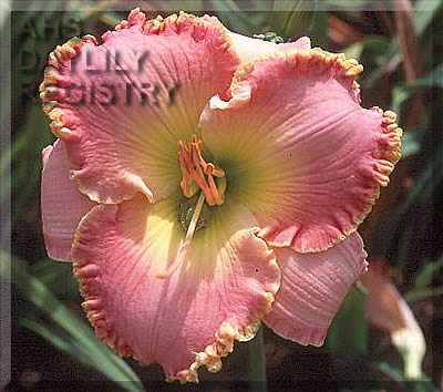 Indy Tickled Pink AHS image