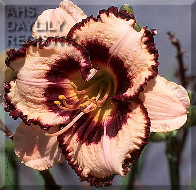 Indy Venetian Glass AHS image