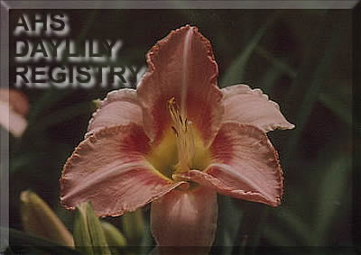 Molly Thunderpaws AHS image