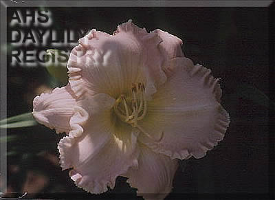 Grammy Barbara Bull AHS image