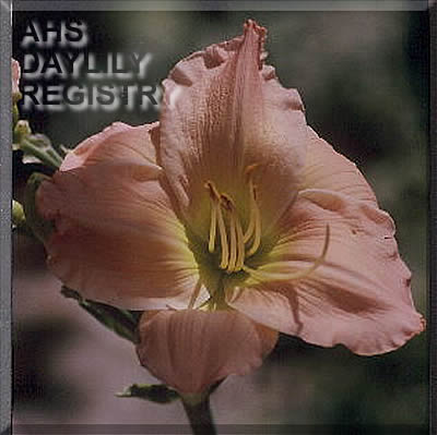Don Shooter Bull's Pansy AHS image