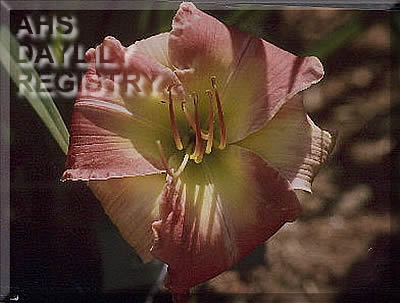 Dan Tau's Spirit AHS image