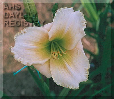 Mary Benea O'Brien AHS image