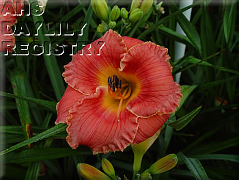 Shawnee Strawberry Surprise AHS image