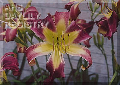 Plum Lake Star