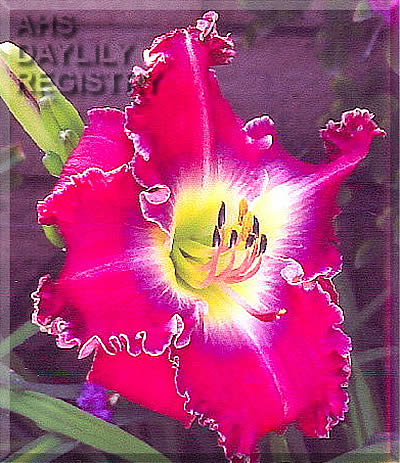 Exuberant Lady AHS image