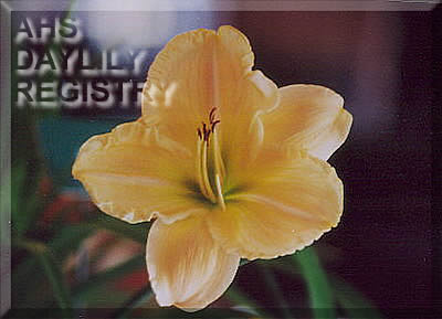 Amy Lynn AHS image
