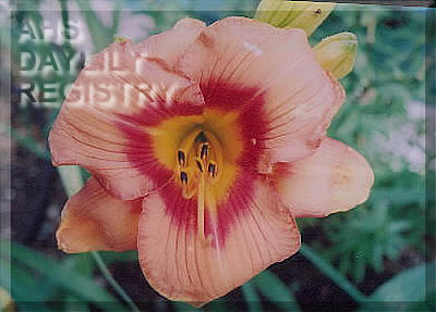 Daisy Carissa AHS image