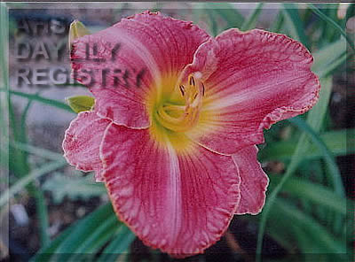 Beth A. Greeley