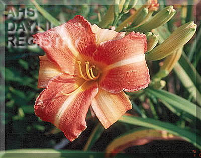 Last Creamsicle AHS image